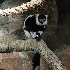 Black-and-white lemur