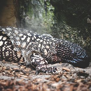 Mexican Beaded lizard