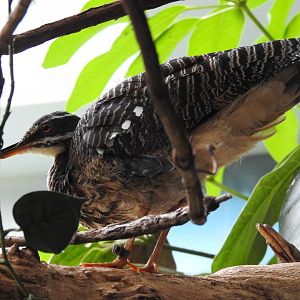 Sunbittern