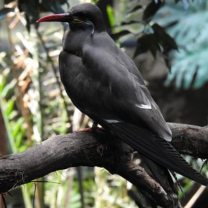 Inca Tern