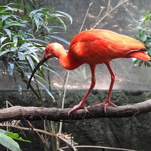 Red Ibis