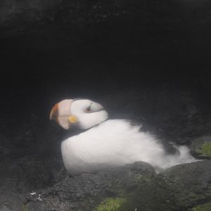 Horned Puffin