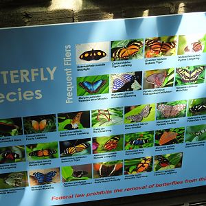 Butterfly exhibit species list