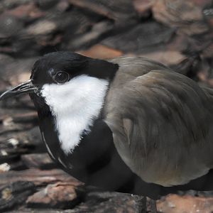 Spur-winged Plover