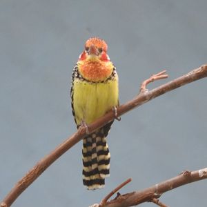 Red-and-yellow Barbet