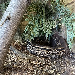 Madagascar Ground Boa