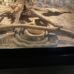 Desert Kingsnake