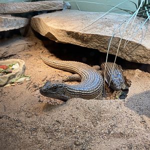 Sudan Plated Lizards
