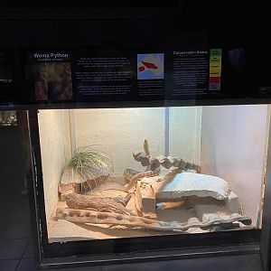 Woma Python Exhibit