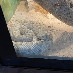 Santa Catalina Rattlesnake