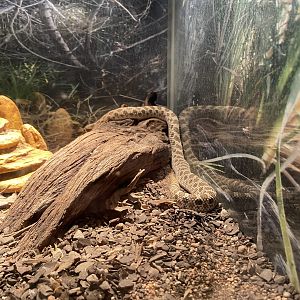 Texas Rat Snake