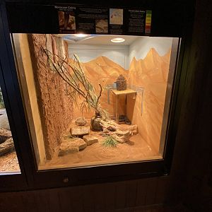 Moroccan Cobra Exhibit