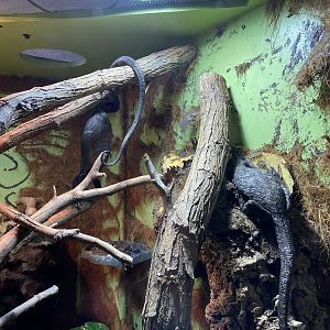 Black Tree Monitors