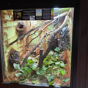 Black Tree Monitor Exhibit