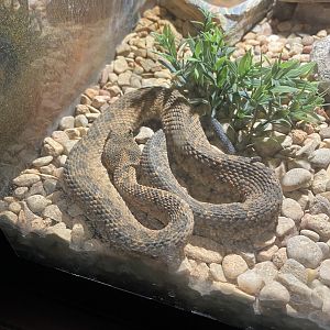 Black-tailed Horned Pitviper