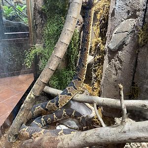 South American Bushmaster