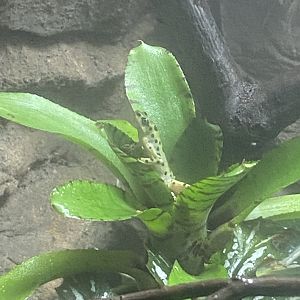 Rio Pescado Stubfoot Toad