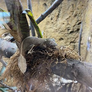 Satanic Leaf-tailed Gecko