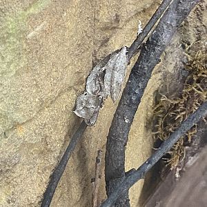 Satanic Leaf-tailed Gecko