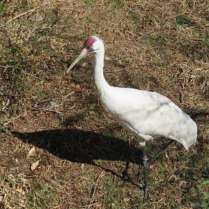 Whooping Crane