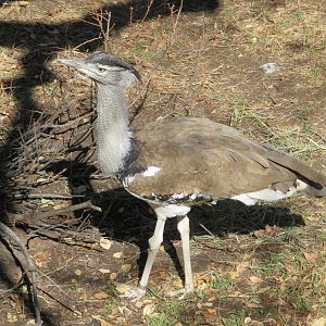 Kori Bustard