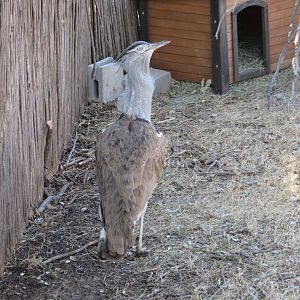Kori Bustard