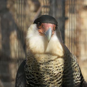 Crested Caracara
