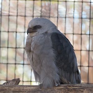 Mississippi Kite