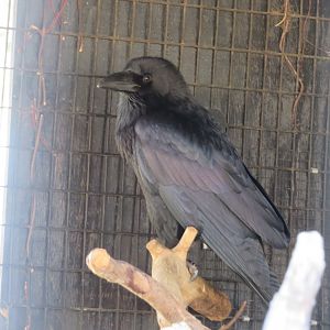 Chihuahuan Raven