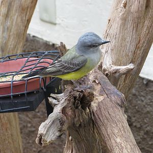 Western Kingbird