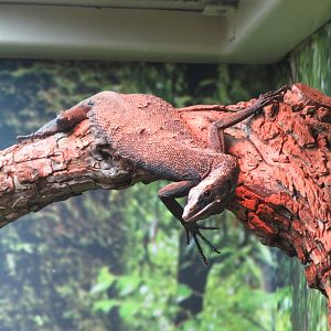 Black Tree Monitor