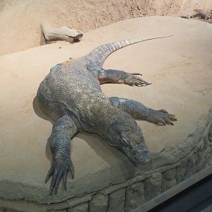 Komodo Dragon
