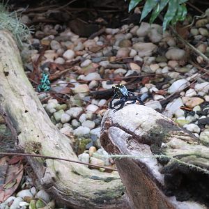 Assorted Poison Dart Frogs