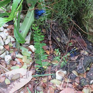 Assorted Poison Dart Frogs