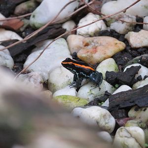 Golfodulcean Poison Dart Frog