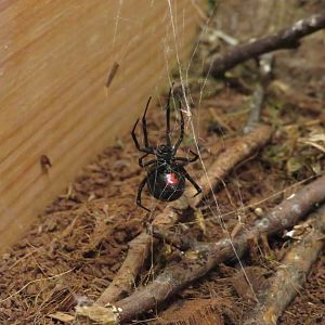 Southern Black Widow