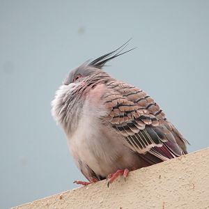 Crested Pigeon