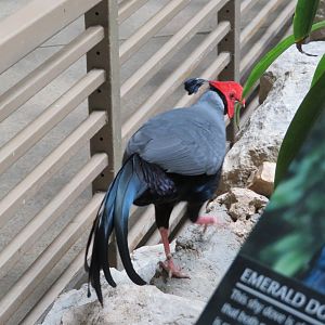 Siamese Crested Fireback