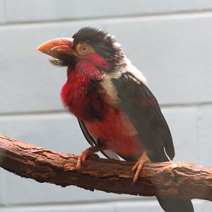 Bearded Barbet