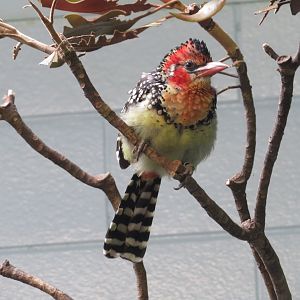 Red-and-Yellow Barbet