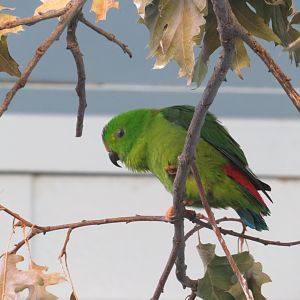 Blue-crowned Hanging Parrot