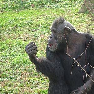 Mohawk Chimpanzee