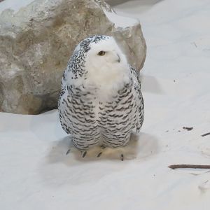 Snowy Owl
