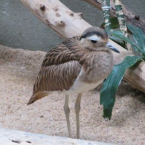 Double-striped Thick-knee