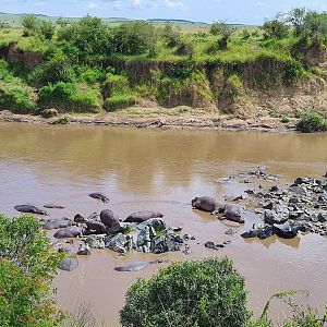Hippopotamuses in Mara River