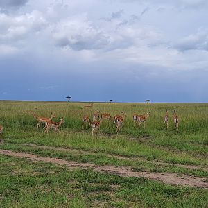 Impala herd