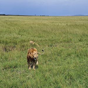 Lion and Lioness