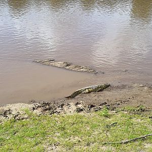 Crocodiles in Mara River