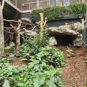 Binturong/Javan Chevrotain exhibit