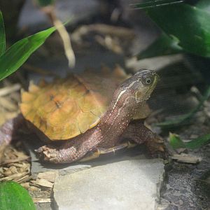 Ektopia - Black-breasted Leaf Turtle